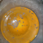 Water Kefir Grains Day 1