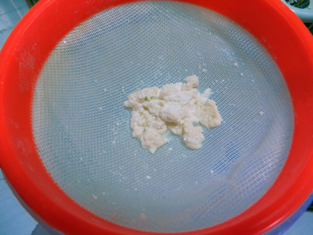 Reactivating Kefir Grains - Day 1.5