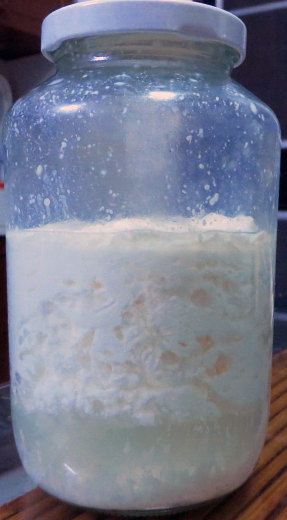 Reactivating Kefir Grains - Day 2